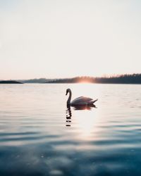 Swan swimming in lake