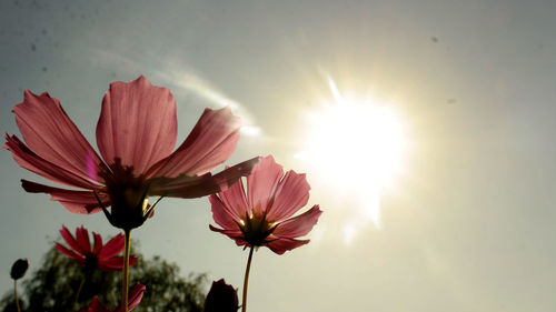 Close-up of pink flowers against the sky