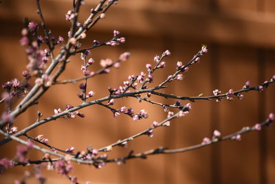 Close-up of raindrops on branch