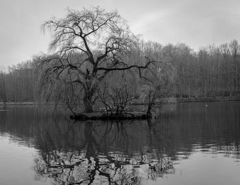 Reflection of trees in lake