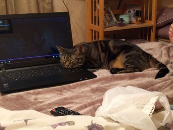 Cat relaxing on bed at home