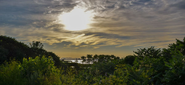 Scenic view of forest against sky during sunset