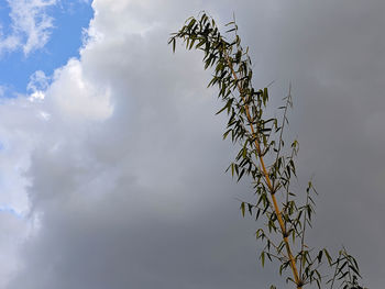 Low angle view of tree against sky