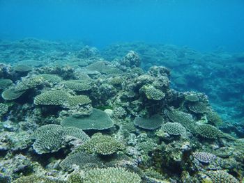 High angle view of fishes swimming in sea