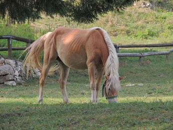 Horse grazing in grassy field