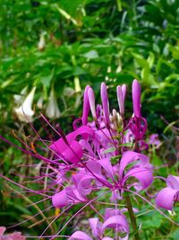 Close-up of pink flowers blooming