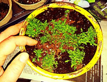 Close-up of cropped hand