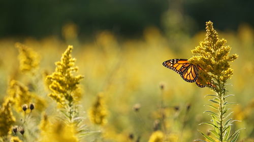 Monarch butterfly on yellow goldenrod flower