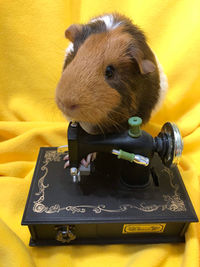Guinea pig sewing
