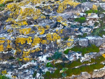 Full frame shot of lichen on rock