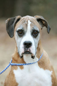 Close-up portrait of dog sitting outdoors