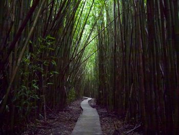 Pathway amidst trees in forest