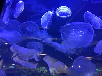 Close-up of jellyfish in sea