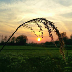 View of stalks in field against sunset sky