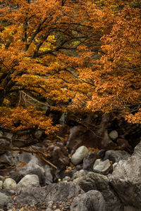 Stream flowing through rocks in forest