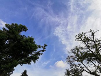 Low angle view of trees against sky