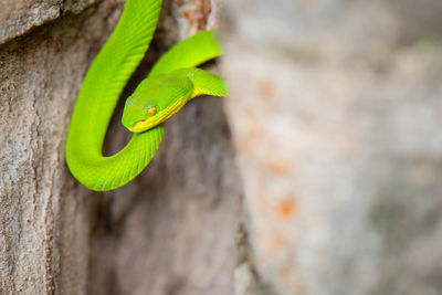 Close-up of lizard on tree