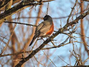 Low angle view of bird perching on tree against sky