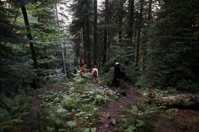 Rear view of people walking in forest