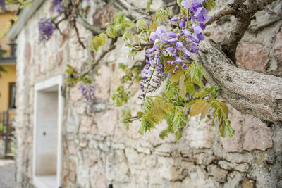 Close-up of purple flowering plant against wall