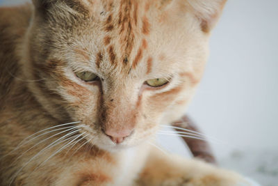 Close-up portrait of cat