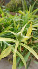 Close-up of insect on plant