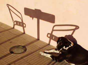 Dog sitting on chair at table