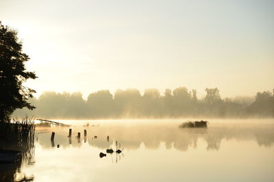 Swans on lake against sky during sunset