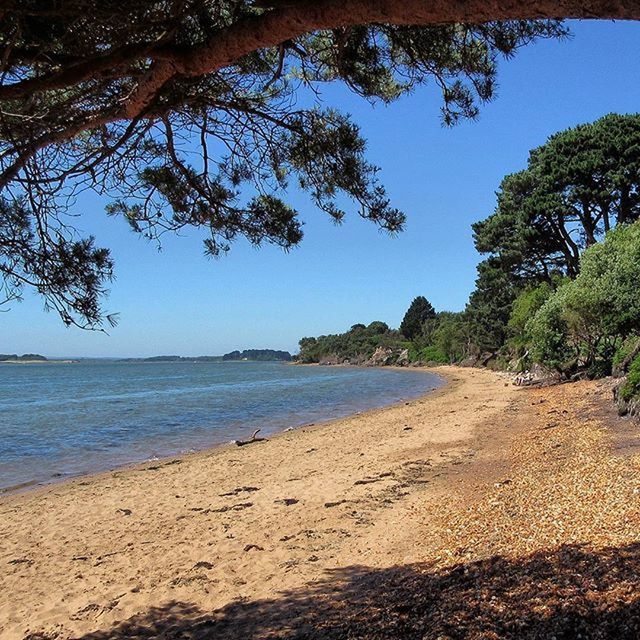 Brownseaisland