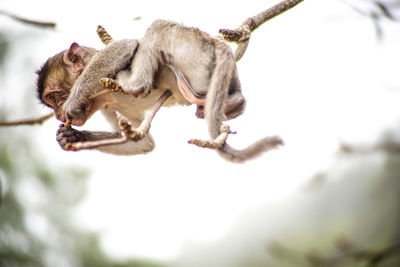 Low angle view of a monkey on branch