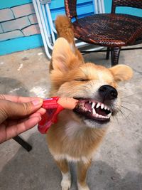 Cropped image of man holding dog