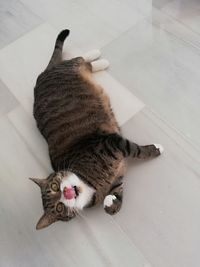 High angle view of cat lying on floor