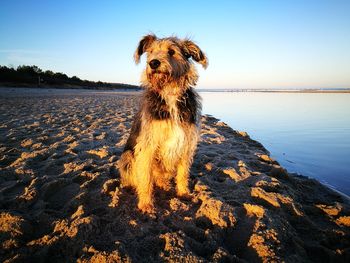 Portrait of dog on beach against sky