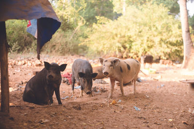 Pigs kept in a vacant lot in a small town in goa, india.