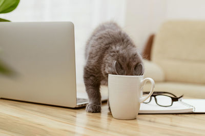 A gray kitten drinks from a mug while sitting at a table next to a laptop. a break during work.