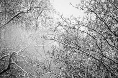 Low angle view of bare trees in forest