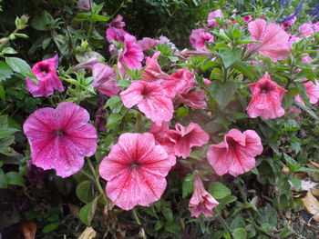 High angle view of pink flowers blooming outdoors