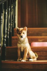 Close-up of dog sitting on steps at home