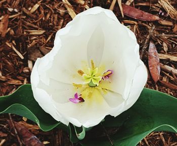 Close-up of white flower blooming outdoors