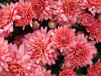 Close-up of pink flower