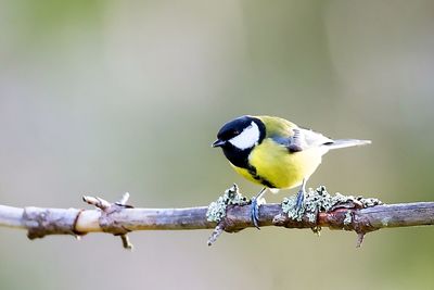 Close-up of bird perching on branch