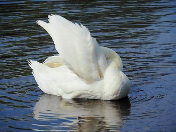 White swan swimming in lake