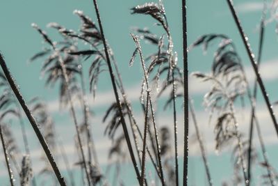 Close-up of frozen plants during winter