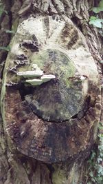 Close-up of tree trunk