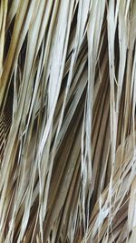 Full frame shot of dry palm fronds