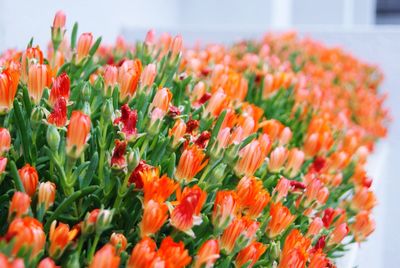 Close-up of red tulip flowers