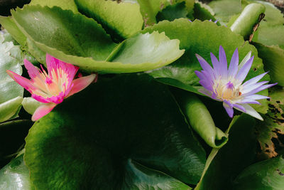 Close-up of pink rose flower