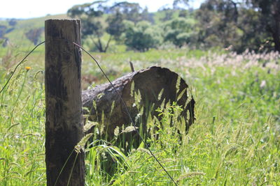 Close-up of wooden post on field