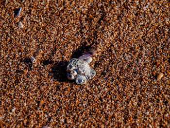 High angle view of shells on beach