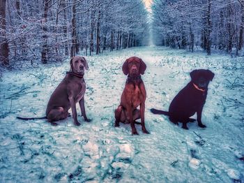 Dogs sitting on snow covered trees